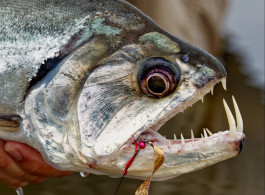 Conheça o payara: o peixe vampiro da Amazônia