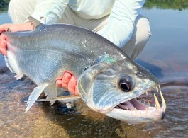 Xingu Lodge 2023 Season Fishing Report | Week 06